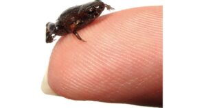 Hallan un sapo diminuto que cabe en la punta de un dedo