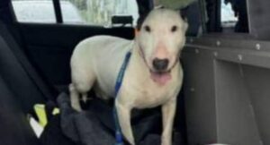 Hombre que amarró a perro en emergencia por huracán Milton podría pagar cárcel