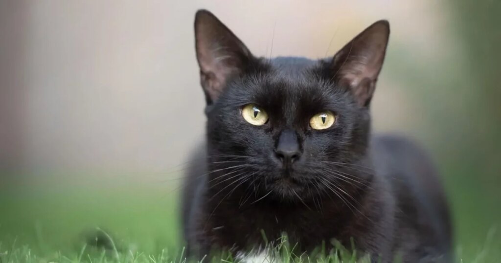 Las supersticiones medievales que todavía sobreviven hoy