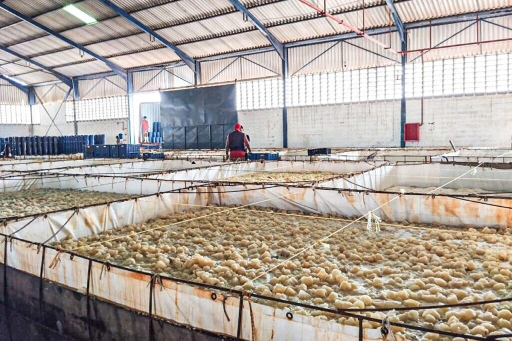 Más de 156 toneladas de medusa bola de cañón exportó Venezuela a Corea del Sur