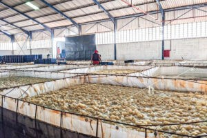 Más de 156 toneladas de medusa bola de cañón exportó Venezuela a Corea del Sur