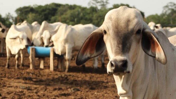 Más del 30% de la carne que se consume en el país se produce en Barinas