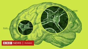 Microglías: las fascinantes células que protegen tu cerebro, pero también pueden atacarlo