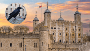Murió el tercer cuervo de la Torre de Londres y crece el temor por la profecía que existe detrás de la corona