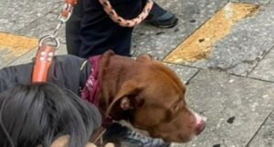 Perro usado para pedir dinero en Bogotá ya tiene nuevo hogar
