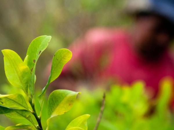 Producción de cocaína en Colombia se disparó un 53% en 2023 | Regiones | Economía