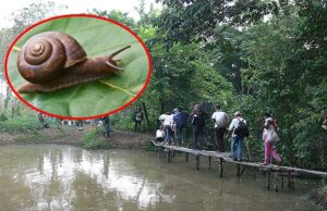Proliferación de caracol africano en el Cauca