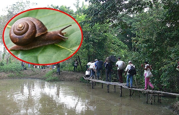 Proliferación de caracol africano en el Cauca