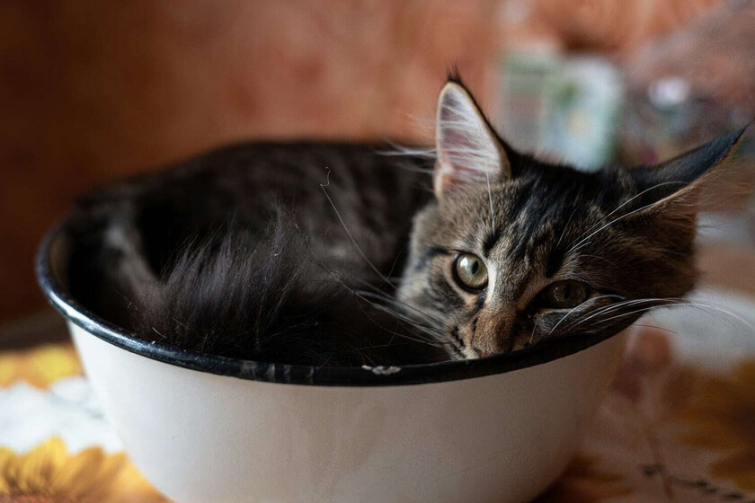 Que los gatos son líquidos es algo que se intuía, pero ahora lo hemos comprobado científicamente