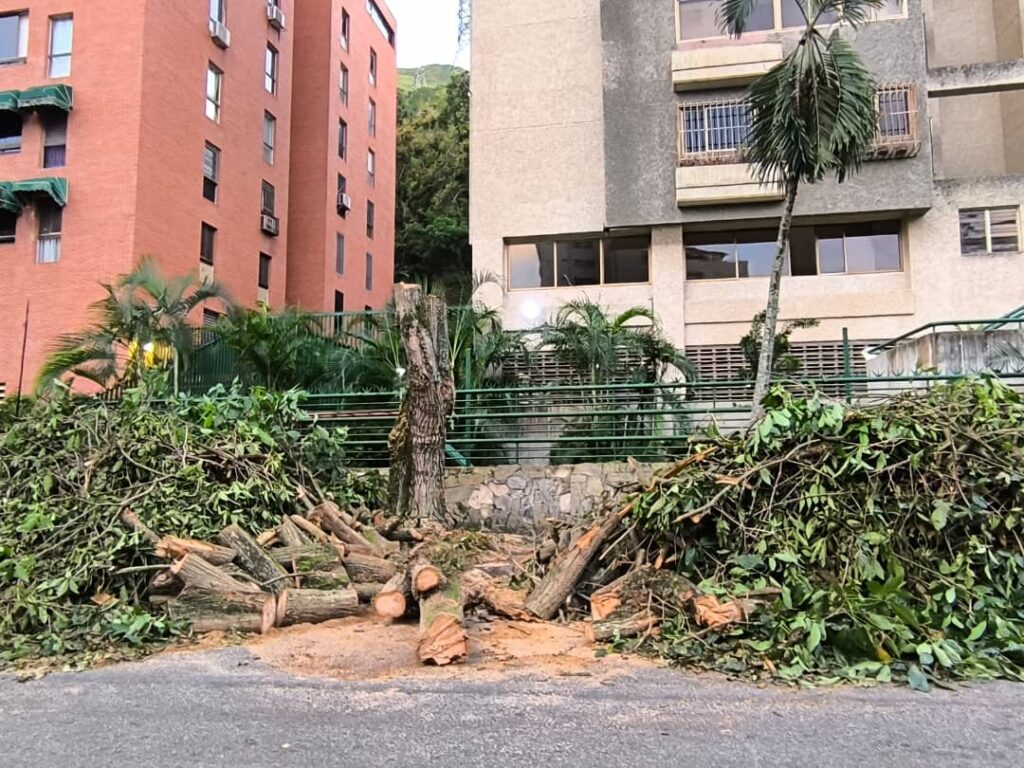 Tala indiscriminada en la Gran Caracas