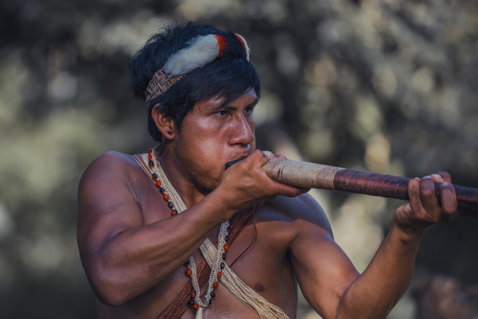 Sangre indígena, tomatillos y ayahuasca: la biopiratería patenta ilegalmente recursos genéticos : IPS Agencia de Noticias