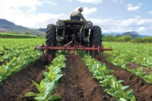 Sector agropecuario enfrenta dificultades por brecha cambiaria y falta de insumos