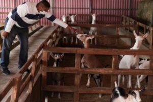 Sector ovino-caprino pide políticas públicas para impulsar producción en Venezuela