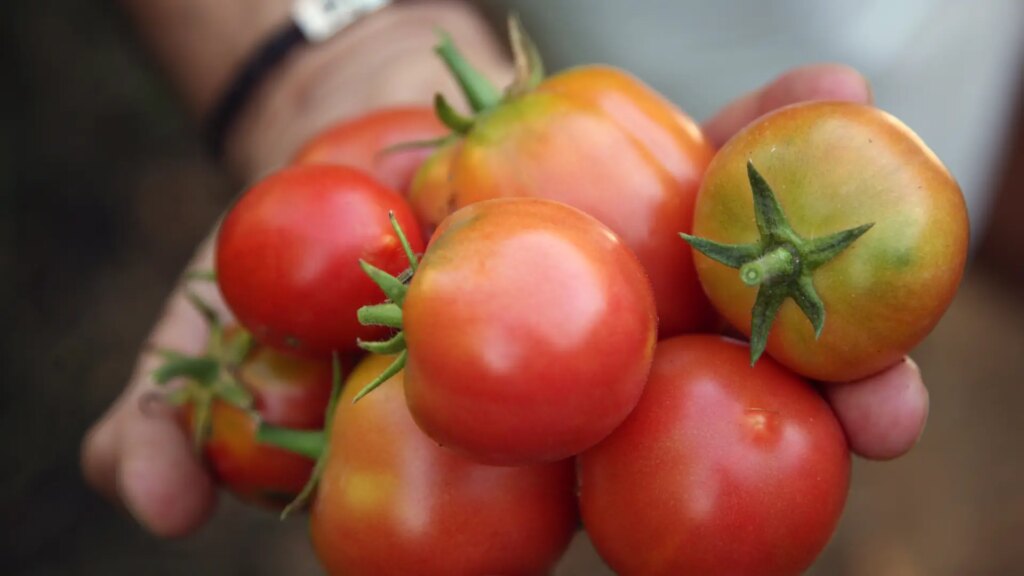 Un chef desvela su truco para conservar los tomates frescos hasta un mes: solo necesitas una pajita