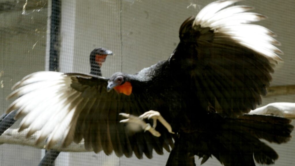 Un estudio documenta la extinción de 610 especies de aves y su impacto ecológico