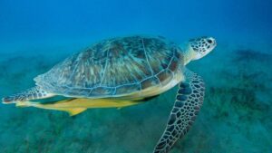 Venezuela presentará un plan para la preservación de especies ante la COP16 en Colombia