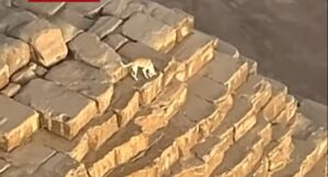 Video de perro en la cima de pirámide de Egipto es viral y nadie sabe qué pasó