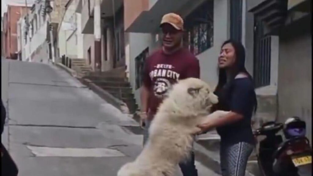 denuncian robo de perros por parte de migrantes en la frontera entre Colombia y Ecuador