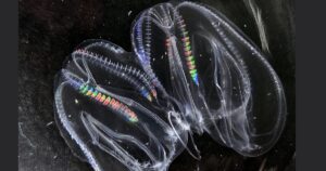 dos criaturas marinas se fusionan para sobrevivir en las profundidades del océano