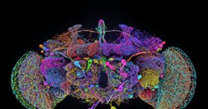 el mapa completo que nos acerca a entender el cerebro humano
