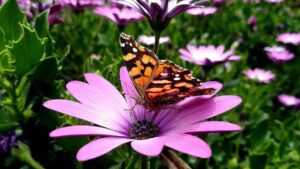 llegó la hora cero para la cumbre del mundo sobre biodiversidad más esperada en el país; así será la inauguración este 20 de octubre en Cali