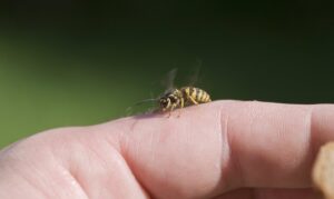 ¿Temes las picaduras de avispas o de abejas? Aquí te contamos cómo se puede curar la alergia a su veneno