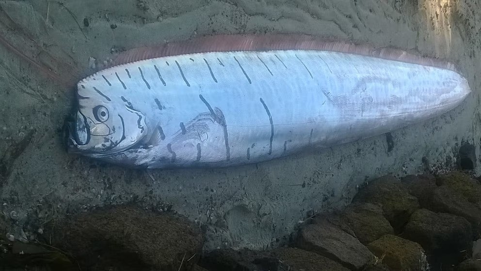 ¿Por qué se cree que el pez remo anuncia desastres naturales como terremotos y tsunamis? - AlbertoNews