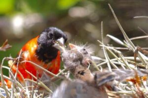 ¡Un hito para la conservación! 47 Cardenalitos nacen en Venezuela
