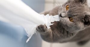 5 secretos de los gatos que podrían estar afectando tu convivencia (y cómo solucionarlos)