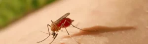 Alerta por fiebre amarilla en Colombia