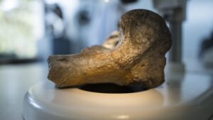 Así descubrieron en Colombia el fósil de un ave del terror, el mayor depredador después de los dinosaurios