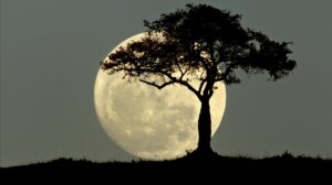 Así puedes ver a nuestro satélite natural en uno de sus mejores momentos