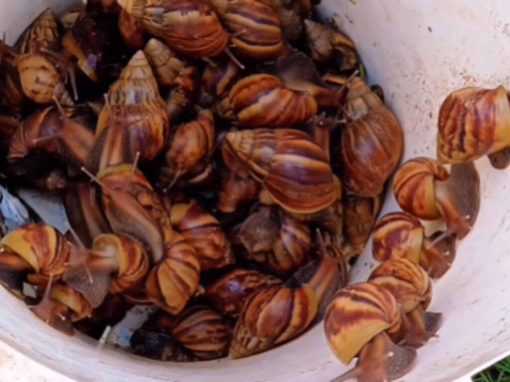 Caracol africano reapareció en varios municipios de Zulia