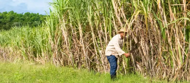 Central Azucarero Portuguesa (Capca) se propone aumentar la producción de azúcar un 10 % para el próximo año