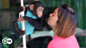 Chimpancés desempeñan mejor las tareas si tienen público – DW – 14/11/2024