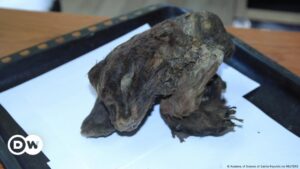 Científicos rusos hallan momia de gatito dientes de sable – DW – 22/11/2024