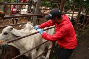 Comenzó vacunación contra la fiebre aftosa en el país