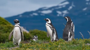 Crimen ambiental en Argentina: condenan a un productor que mató a 240 pingüinos - AlbertoNews