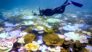 Descubren en el Pacífico el coral más grande del mundo – DW – 14/11/2024
