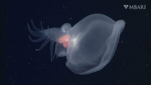 Descubren una espectacular babosa en el mar profundo de California