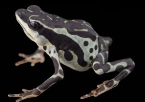 Descubren una nueva especie de sapo arlequín en peligro de extinción en Ecuador - AlbertoNews
