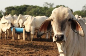 Desde Táchira anuncian acuerdo de exportación de once mil cabezas de ganado mensuales a Irán