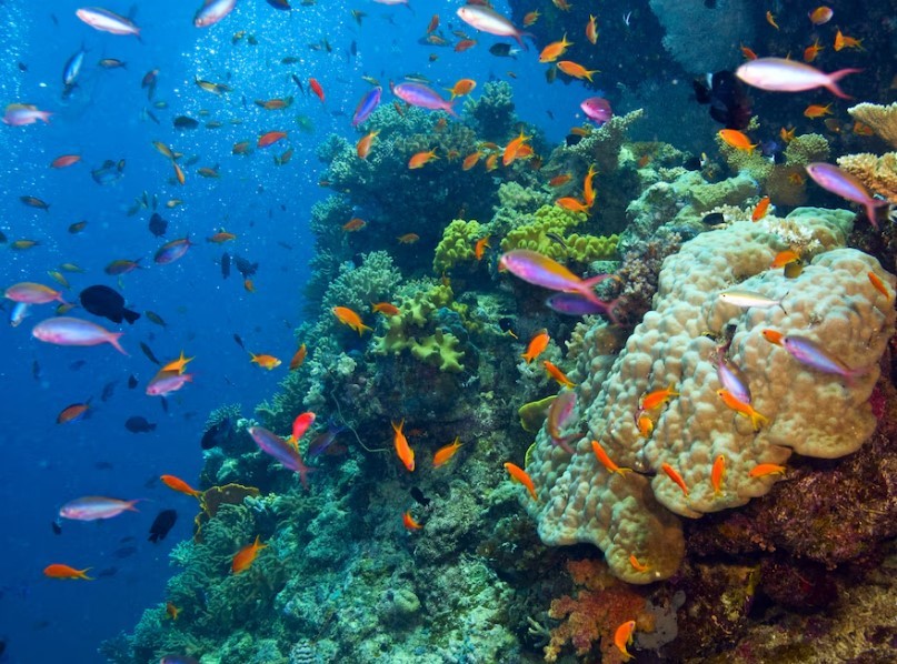 El 44% de las especies de coral de aguas cálidas estén en peligro de extinción - AlbertoNews