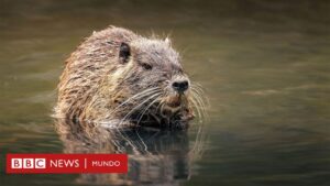 El experimento soviético que pobló el Cáucaso con animales de Sudamérica el siglo pasado y acabó en un desastre ambiental