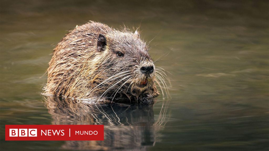El experimento soviético que pobló el Cáucaso con animales de Sudamérica el siglo pasado y acabó en un desastre ambiental