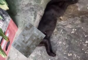 Envenenan y decapitan gatos en Naiguatá