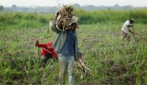 Fedeagro alertó del contrabando de frutas y verduras a Venezuela