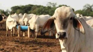 Fedenaga espera para 2025 estabilizar el precio de la carne entre $2 y 2.10 a puerta de corral