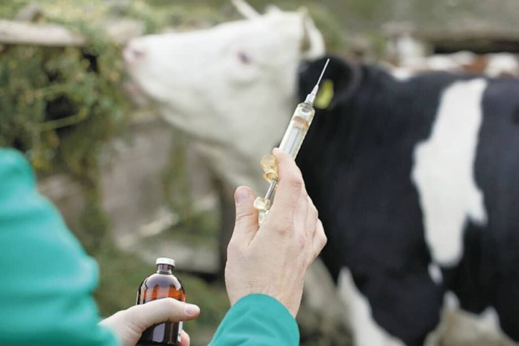 Fedenaga inicia campaña de vacunación contra fiebre aftosa