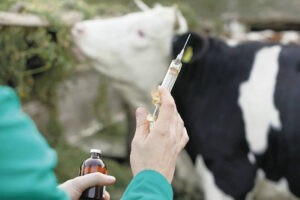 Fedenaga inicia campaña de vacunación contra fiebre aftosa